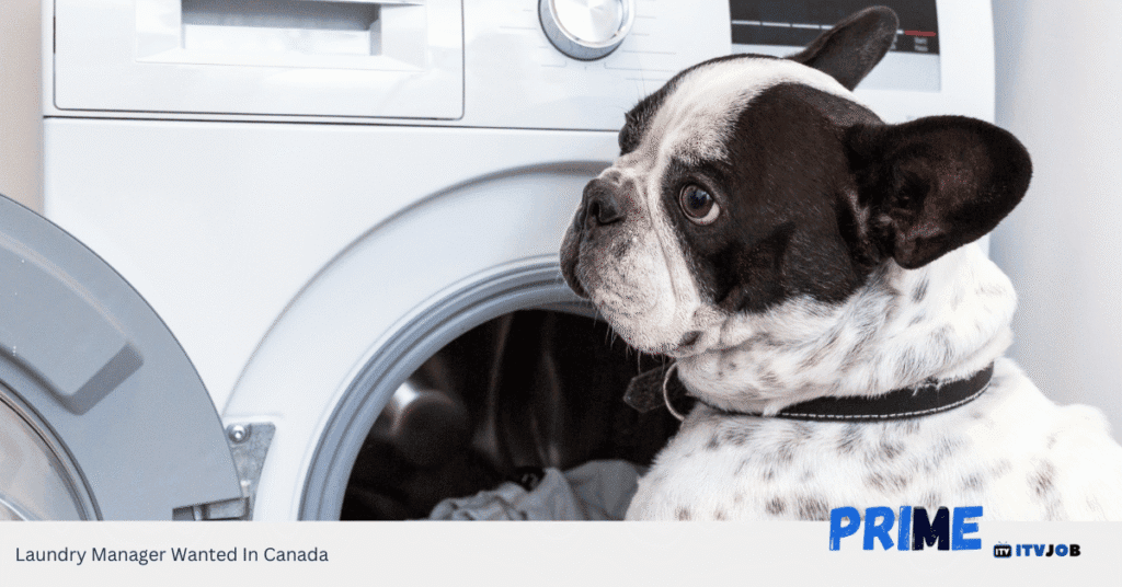 Laundry Manager Wanted In Canada