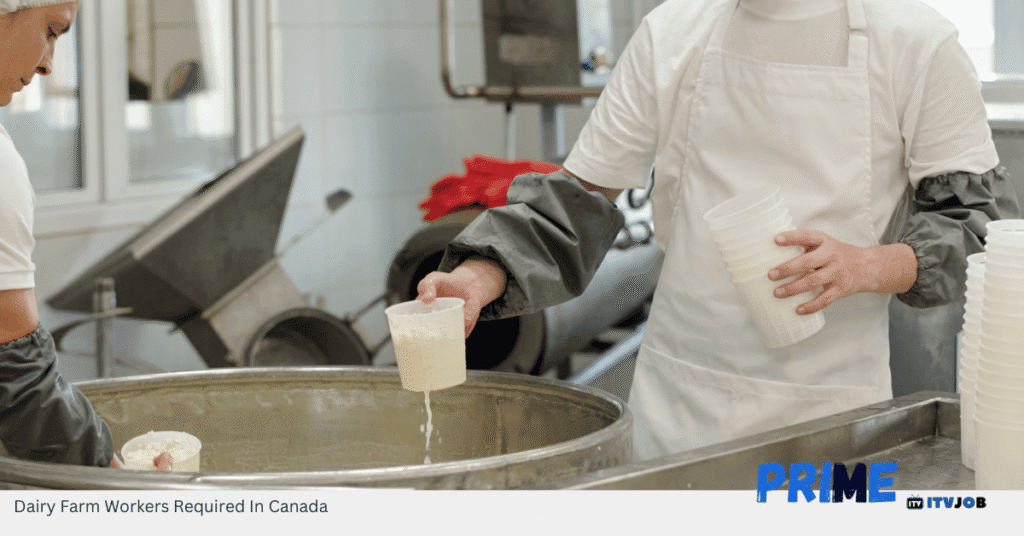 Dairy Farm Workers Required In Canada