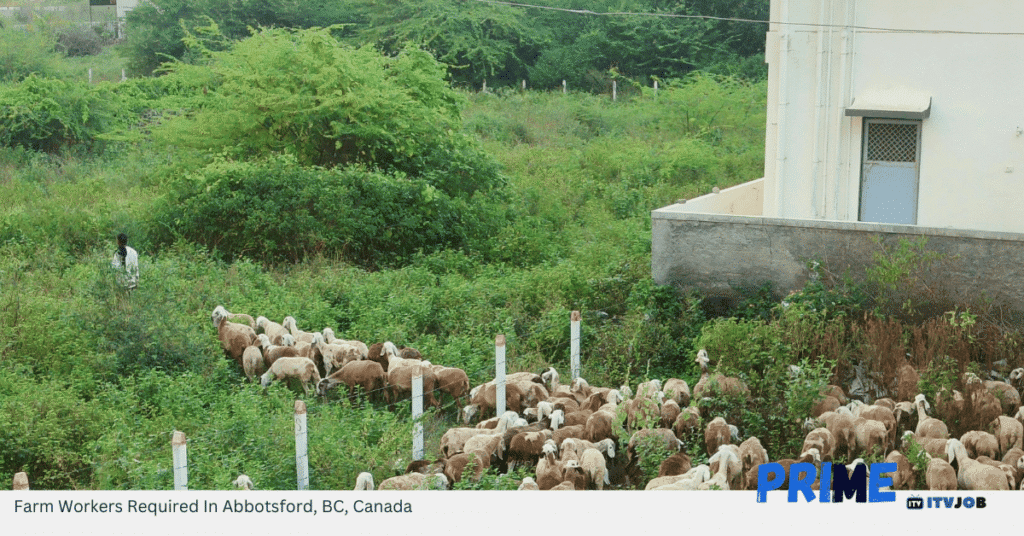 Farm Workers Required In Abbotsford, BC, Canada