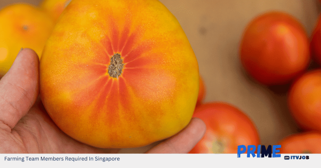 Farming Team Members Required In Singapore