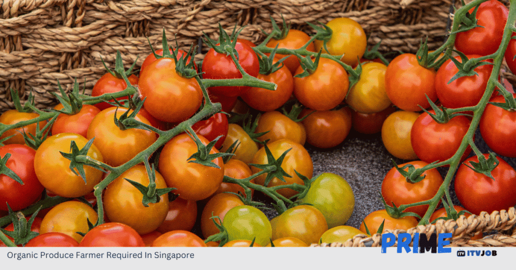 Organic Produce Farmer Required In Singapore